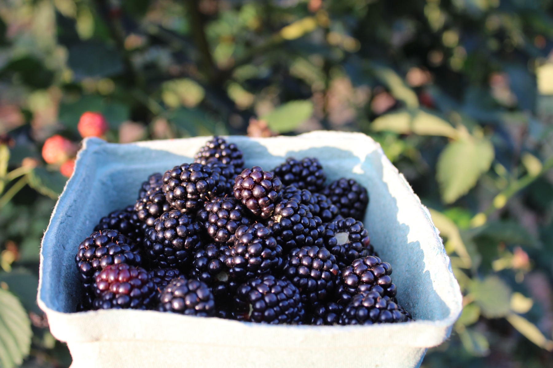 Freshly picked ripe blackberries