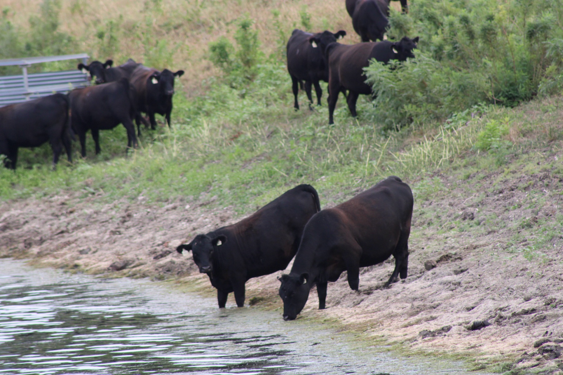 Cattle at the water's edge of a pond