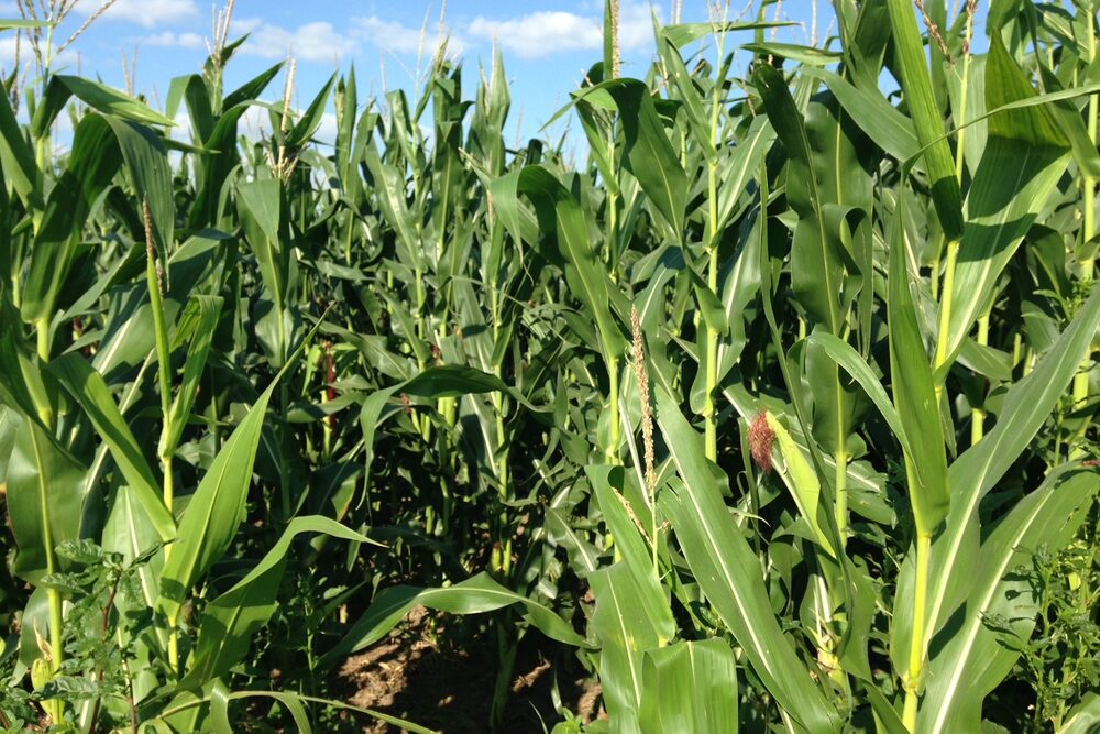 Rows of green corn growing in a field