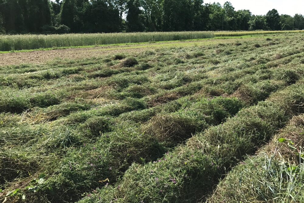 Freshly cut hay in windrows across a field