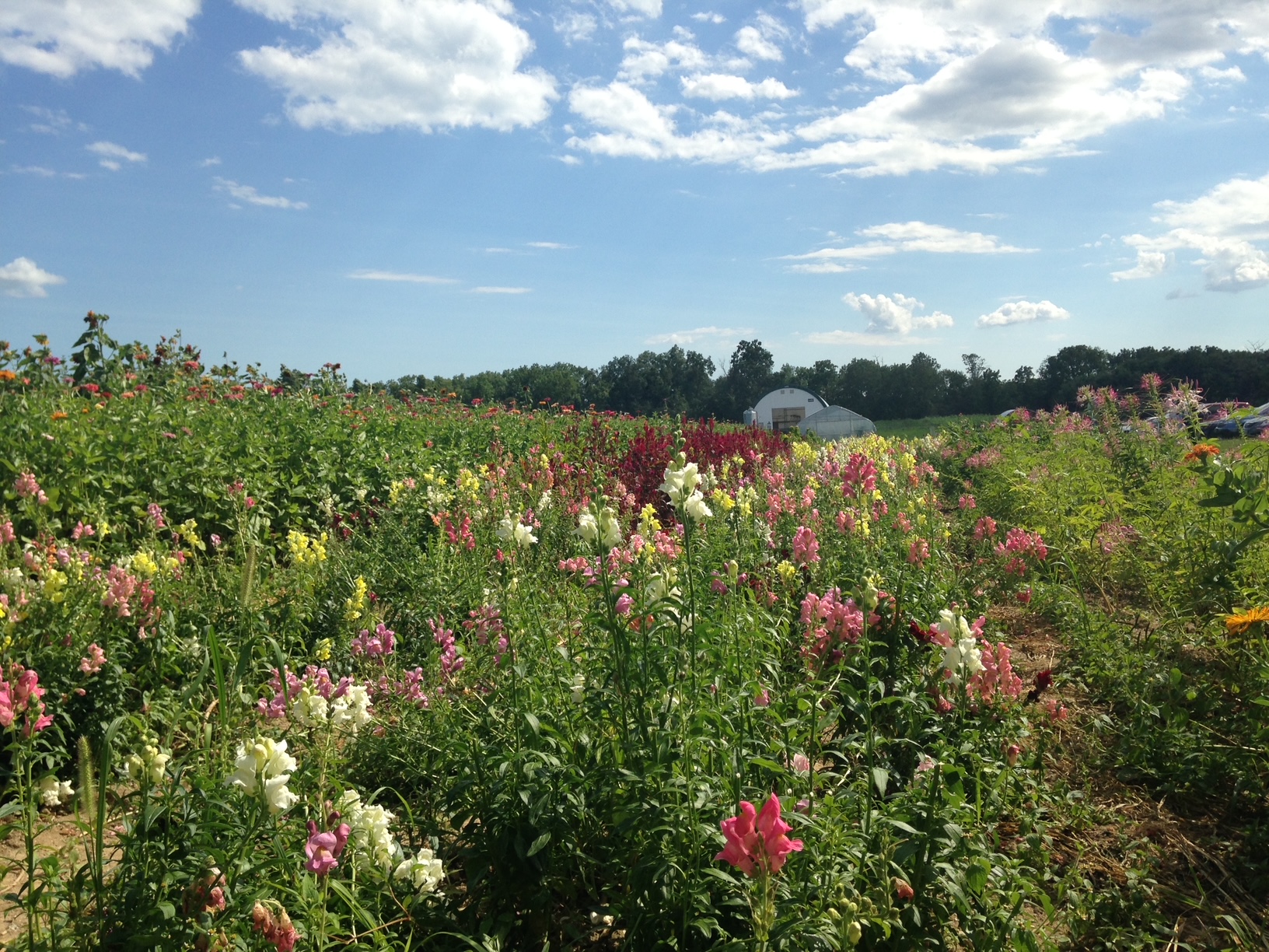 A colorful field of mixed snapdragons in bloom