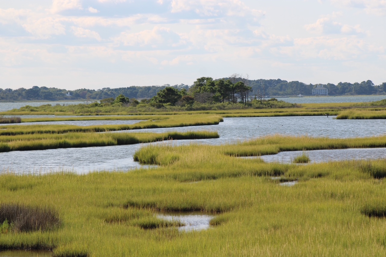 Tidal marsh and wetland grasslands